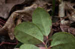 Eastern teaberry <BR>Wintergreen